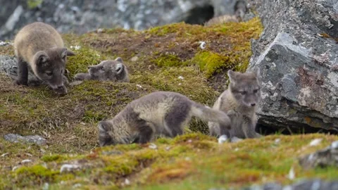 Cute Gray Arctic Fox cubs enjoying a day in the sun, Playing around Stock-Footage 297533077