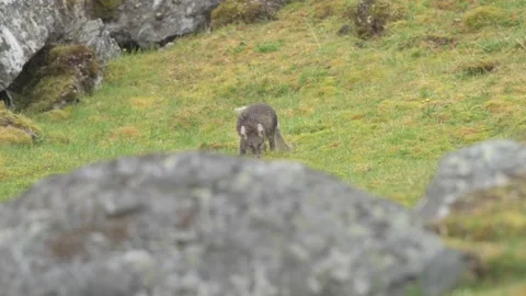 Cute Gray Arctic Fox cubs enjoying a day in the sun, Playing around Stock-Footage 297533221