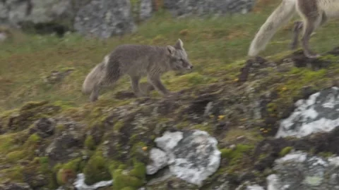 Cute Gray Arctic Fox cubs enjoying a day in the sun, Playing around Stock-Footage 297533265