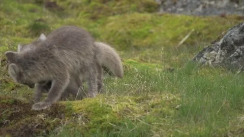 Cute Gray Arctic Fox cubs enjoying a day in the sun, Playing around Stock-Footage 297533345