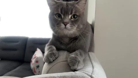 A cute gray british cat Stock Footage 287919424