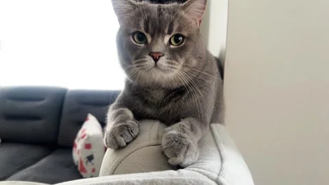 A cute gray british cat Stock Footage 287920828