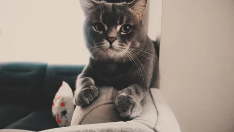 A cute gray british cat Stock Footage 287921150