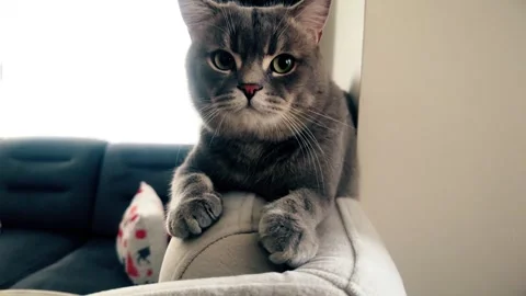 A cute gray british cat Stock Footage 287921214