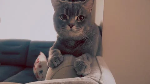 A cute gray british cat Stock Footage 287921377