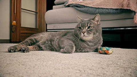 A cute gray british cat Stock Footage 290090885