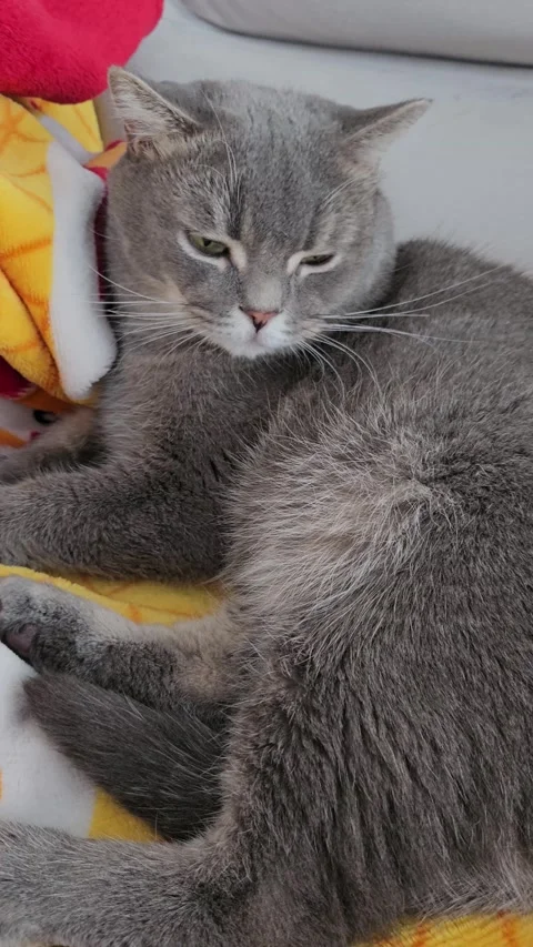 A cute gray british cat Stock Footage 290090926