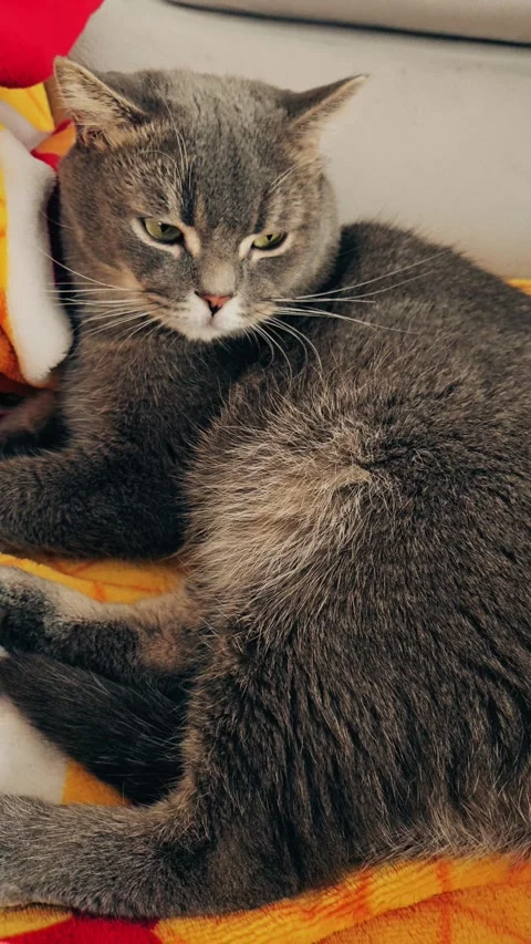 A cute gray british cat Stock Footage 290090998