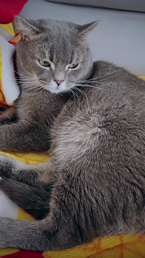 A cute gray british cat Stock Footage 290091018