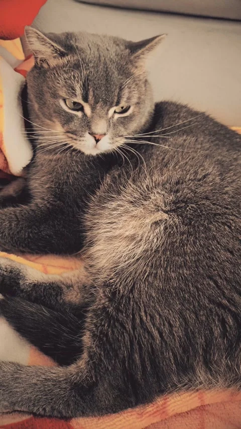 A cute gray british cat Stock Footage 290091156