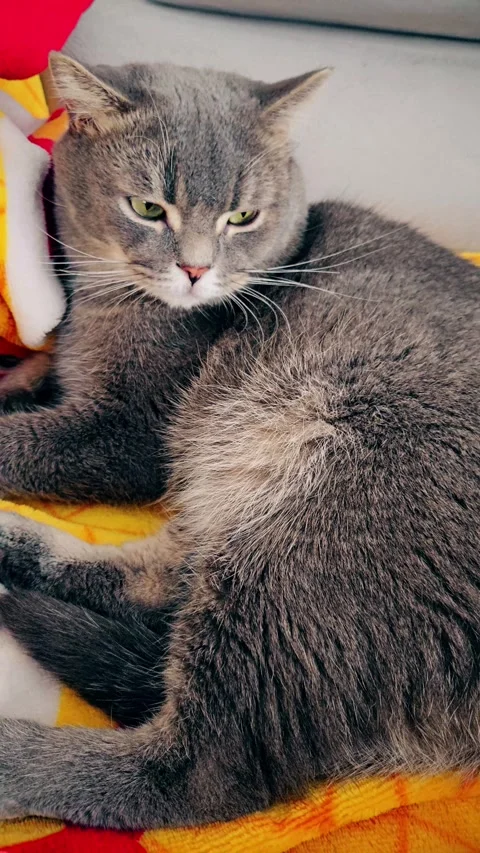 A cute gray british cat Stock Footage 290091192