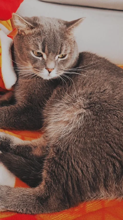 A cute gray british cat Stock Footage 290091262