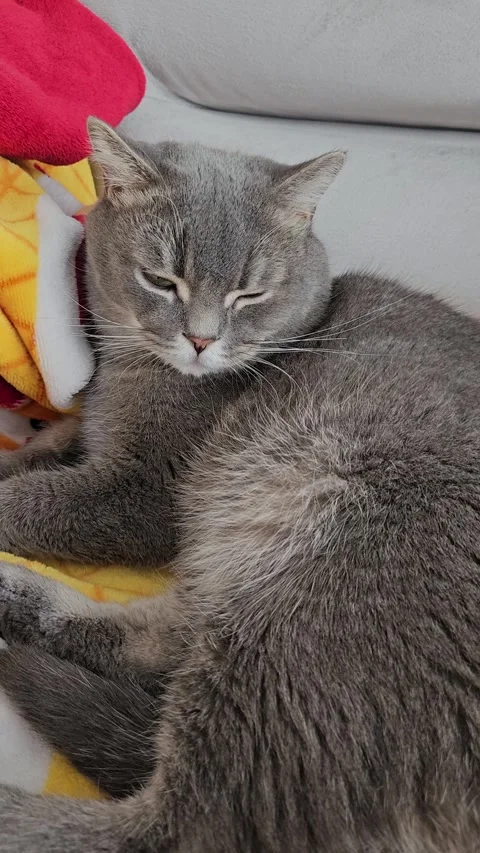 A cute gray british cat Stock Footage 290091287