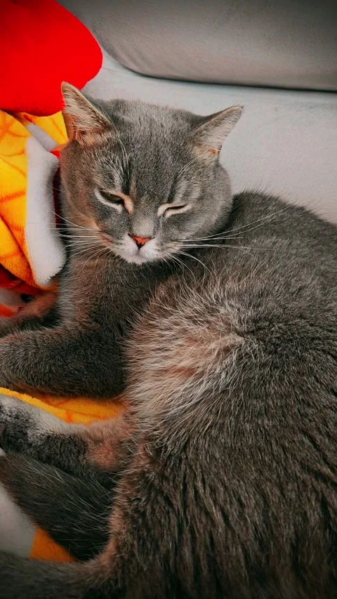 A cute gray british cat Stock Footage 290091352