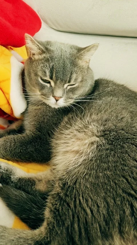 A cute gray british cat Stock Footage 290091385