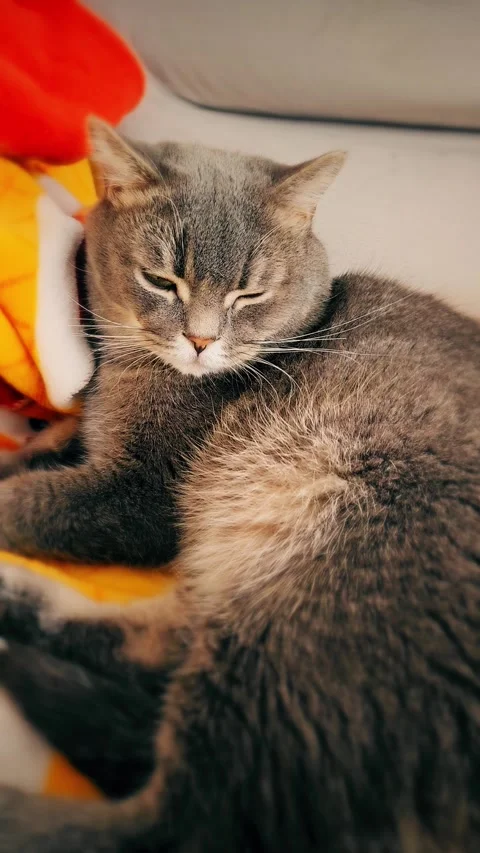 A cute gray british cat Stock Footage 290091445