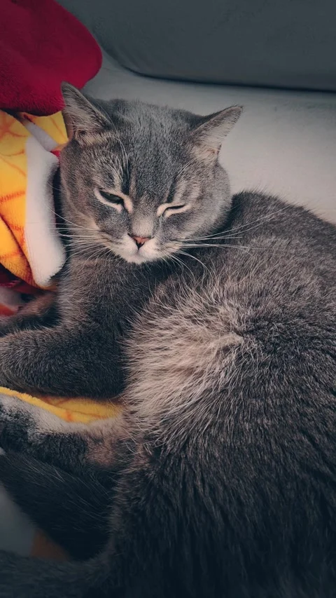 A cute gray british cat Stock Footage 290091466