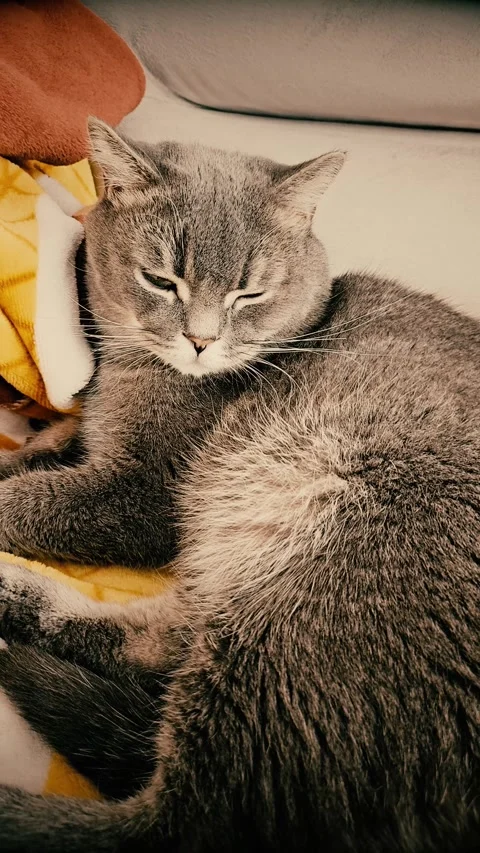 A cute gray british cat Stock Footage 290091534