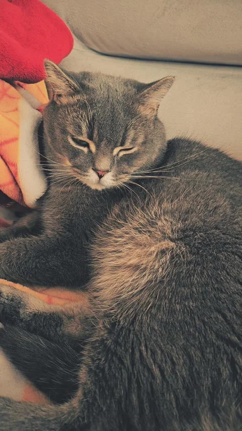 A cute gray british cat Stock Footage 290091561