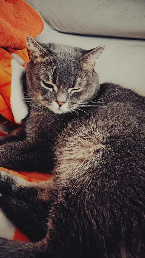 A cute gray british cat Stock Footage 290091616