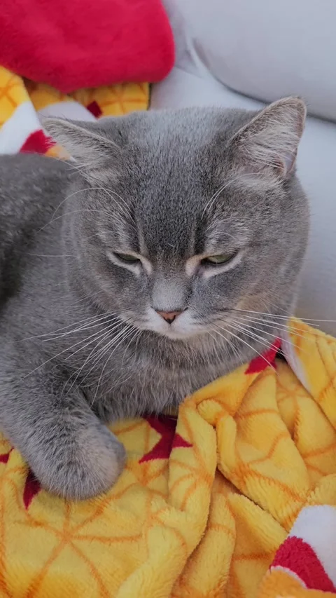 A cute gray british cat Stock Footage 290091653