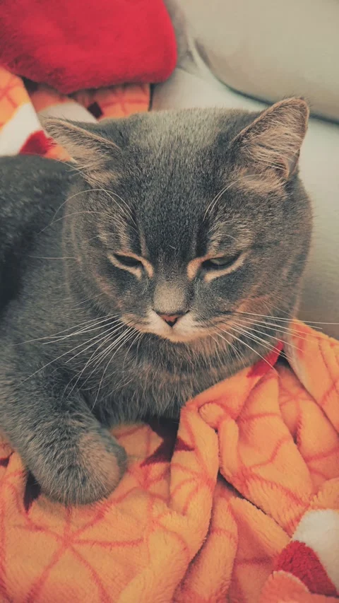 A cute gray british cat Stock Footage 290091675