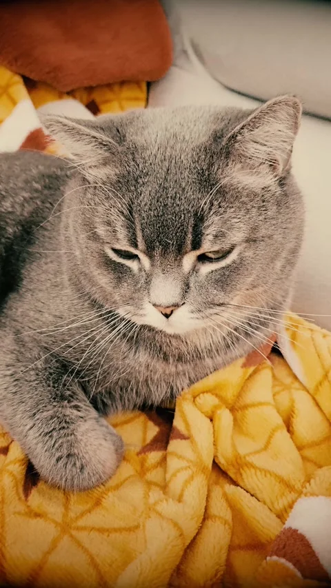 A cute gray british cat Stock Footage 290091730