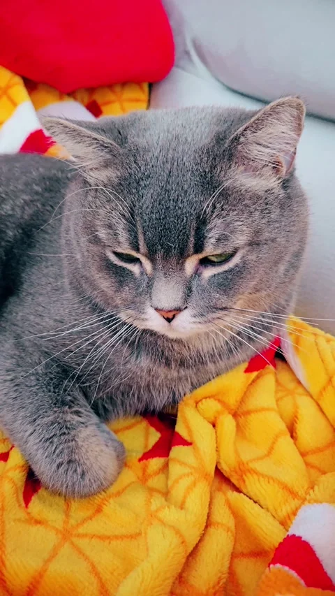 A cute gray british cat Stock Footage 290091765