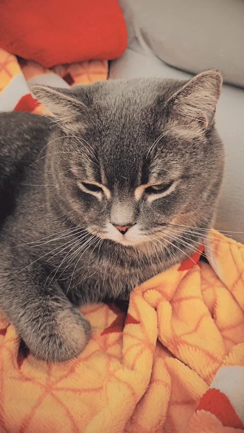 A cute gray british cat Stock Footage 290091799