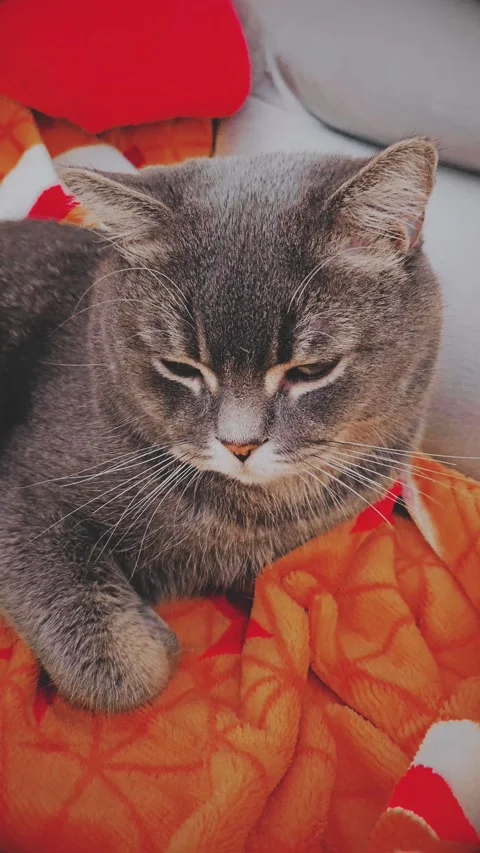 A cute gray british cat Stock Footage 290091873