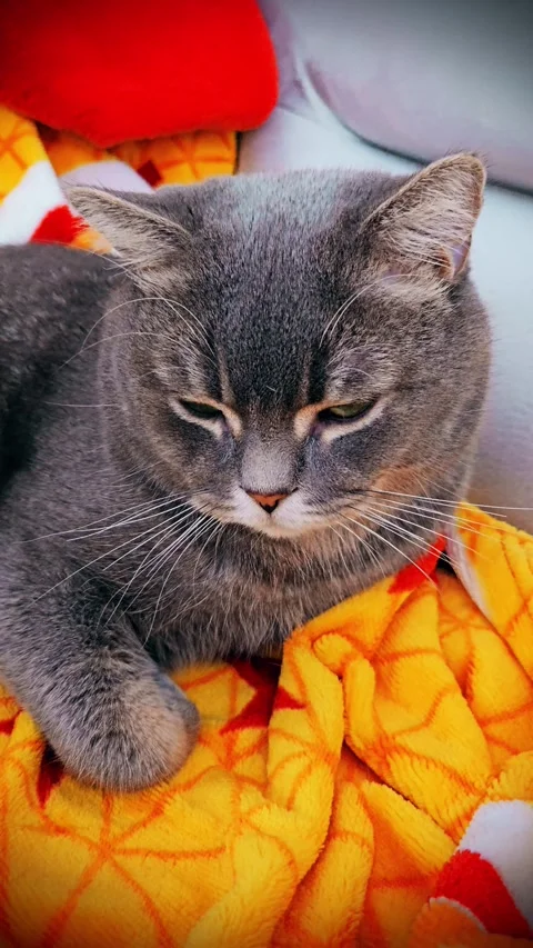 A cute gray british cat Stock Footage 290091896