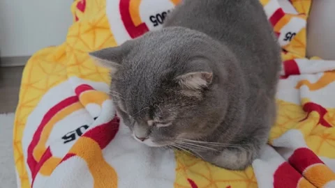 A cute gray british cat Stock Footage 290092107