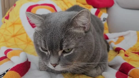 A cute gray british cat Stock Footage 290092152