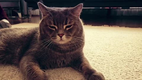 A cute gray british cat Stock Footage 290093428