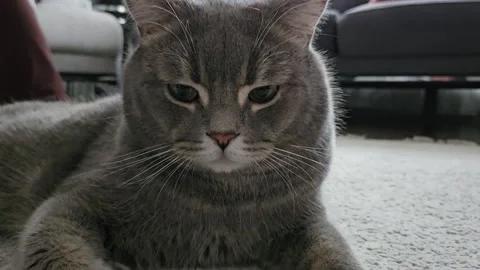 A cute gray british cat Stock Footage 290093485