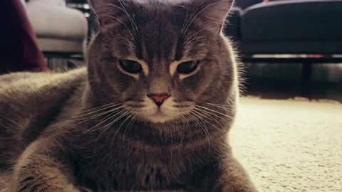 A cute gray british cat 스톡 동영상 290093725