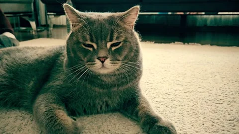 A cute gray british cat Stock Footage 290093864