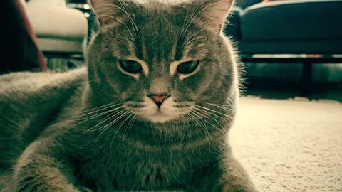 A cute gray british cat Stock Footage 290093955