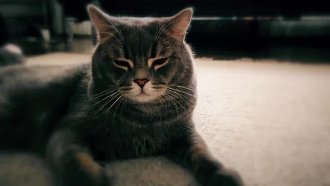 A cute gray british cat Stock Footage 290094017