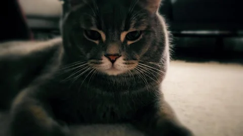 A cute gray british cat Stock Footage 290094118