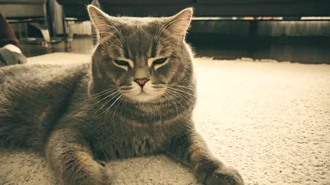 A cute gray british cat Stock Footage 290094173