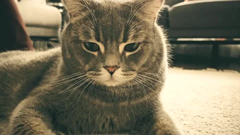 A cute gray british cat Stock Footage 290094319