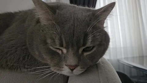 A cute gray british cat Stock Footage 290094356