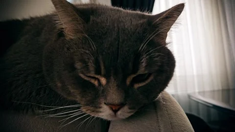 A cute gray british cat Stock Footage 290094535