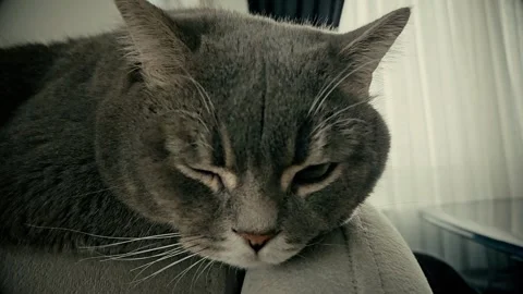 A cute gray british cat Stock Footage 290094666