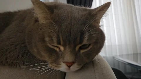 A cute gray british cat Stock Footage 290094675