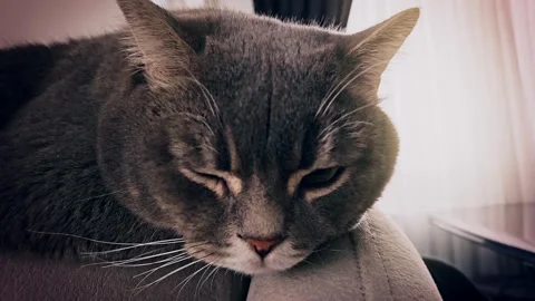 A cute gray british cat Stock Footage 290094844