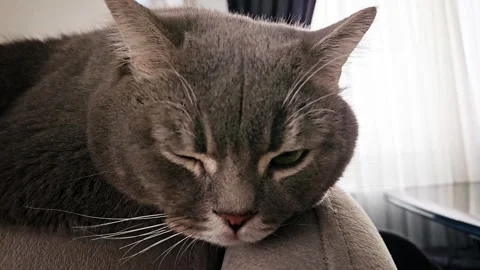 A cute gray british cat Stock Footage 290094939