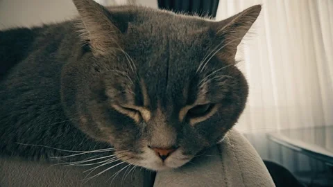 A cute gray british cat Stock Footage 290095192