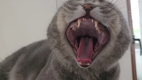 A cute gray british cat Stock Footage 290095210